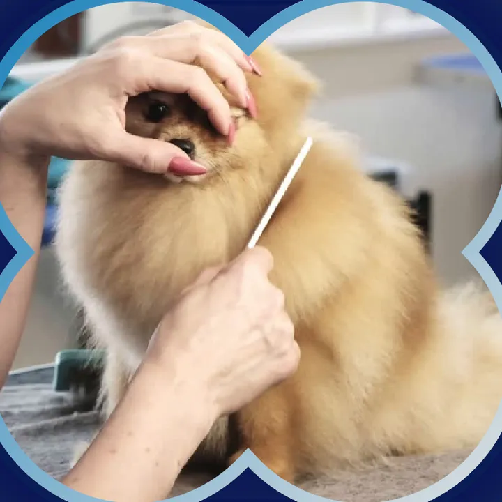A groomer brushing a Pomeranian
