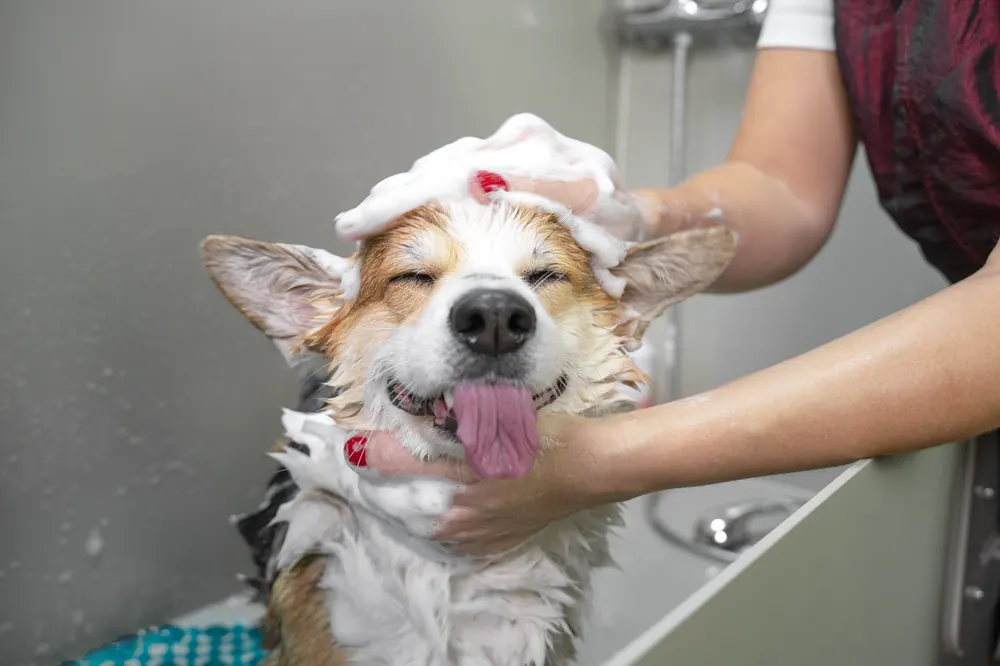 A happy dog being shampooed