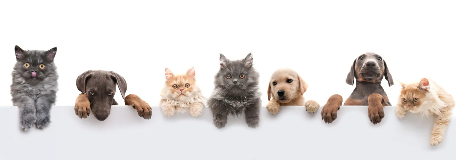Dogs and cats peeking over a white wall